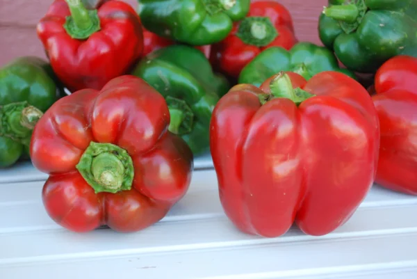 King of the North Bell Pepper Seedling - Image 2