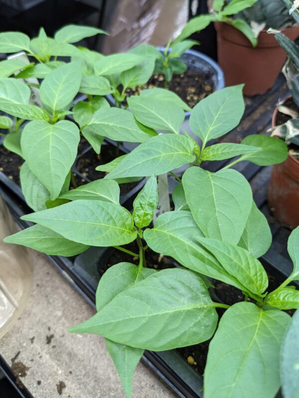 Pathfinder Serrano Pepper Seedling - Image 4