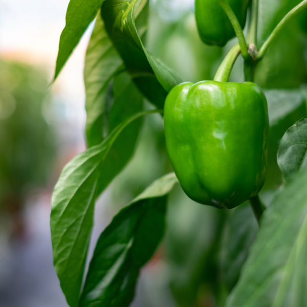 King of the North Bell Pepper Seedling