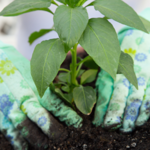 Seedlings