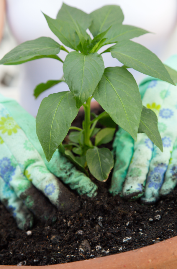 Pathfinder Serrano Pepper Seedling - Image 2