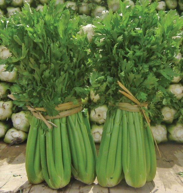 4 pack Tango Celery Seedling