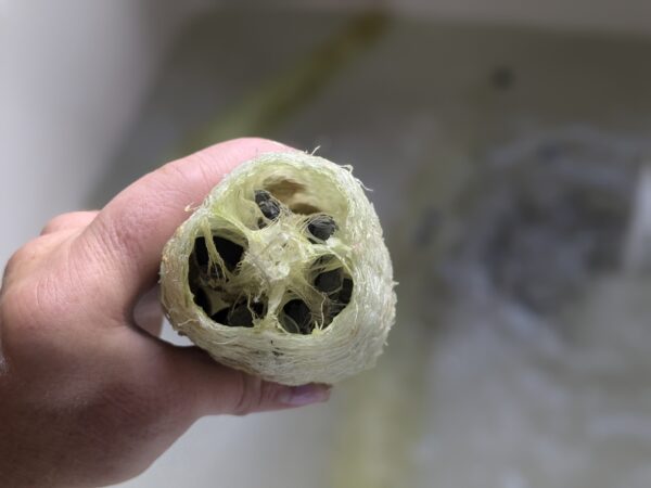 Bare Luffa - Image 3